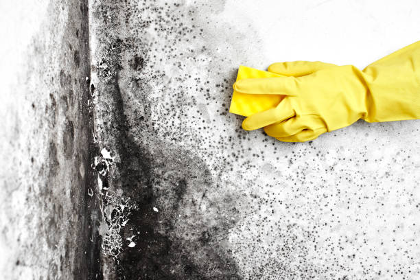 Best Basement Mold Removal  in Santaquin, UT